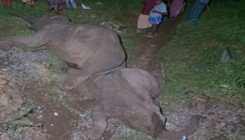 Train hit elephants | കോയമ്പത്തൂരിൽ ട്രെയിനിടിച്ച് മൂന്ന് കാട്ടാനകൾ ചരിഞ്ഞു