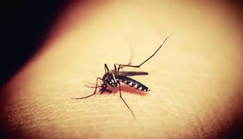 Ayurvedic home remedies for Dengue: ഡെങ്കിപ്പനിയെ തുരത്താനുള്ള വഴി വീട്ടില്‍ത്തന്നെയുണ്ട്...!! 