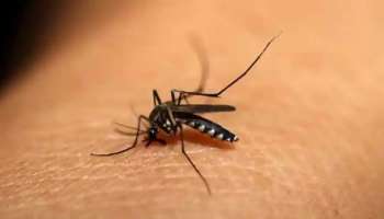 Delhi Dengue Updates| 6 മരണം, ഡൽഹിയിൽ ഡെങ്കിപ്പനി പടരുന്നു