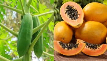Papaya Health Benefits | ശൈത്യകാലത്ത് പപ്പായ കഴിച്ചാലുള്ള ​ഗുണങ്ങൾ!!