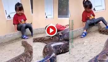 Viral Video: പെരുമ്പാമ്പിന്റെ വഴി തടഞ്ഞ് പെൺകുട്ടി, ശേഷം സംഭവിച്ചത് കണ്ടാൽ...!