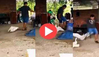 Viral Video: പക അത് വീട്ടാനുള്ളതാണ്.. ഉടമയെ പിന്നിൽ നിന്ന് കൊത്തി താറാവ്!