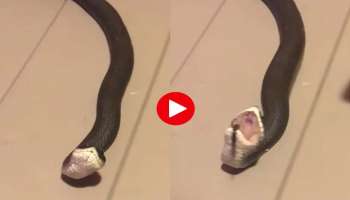 Viral Video: ഒന്ന് തൊട്ടാല്‍ മതി, ചത്തതുപോലെ അഭിനയിക്കും ഈ പാമ്പ്..!! വീഡിയോ വൈറല്‍ 