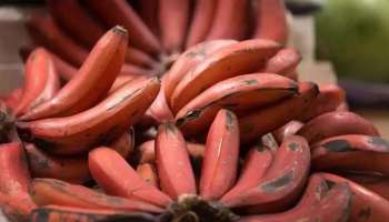 Red Banana Benefits: ചെങ്കദളിപ്പഴം  സ്ഥിരമായി കഴിയ്ക്കുന്നത് കൊണ്ടുള്ള ഗുണങ്ങള്‍ അറിയാം 