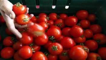 Tomatoes Side Effects: അമിതമായാല്‍ തക്കാളിയും അപകടകാരി, പാർശ്വഫലങ്ങൾ അറിയാം 
