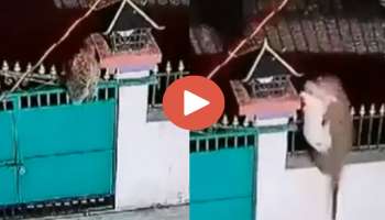 Viral Video | മതിൽ ചാടിക്കടന്ന് നായക്കുട്ടിയെ നൈസായിട്ട് തട്ടികൊണ്ടുപോകുന്ന പുള്ളിപ്പുലി; വീഡിയോ വൈറലാകുന്നു