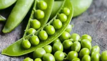 Benefits of Green Peas: പ്രോട്ടീന്റെ കലവറയാണ് &#039;ഗ്രീൻപീസ്&#039;, ഇത് ശൈത്യകാലത്ത് കഴിക്കുന്നത് അത്യുത്തമം  