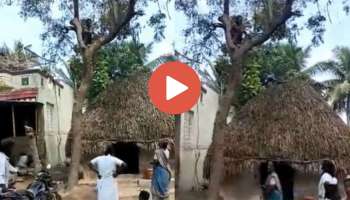 Viral Video | കോവിഡ് വാക്സിനെടുക്കാൻ ആരോഗ്യ പ്രവർത്തകർ വീട്ടിലെത്തിയപ്പോൾ 40കാരൻ ചാടി കയറിയത് മരത്തിന്റെ മുകളിൽ