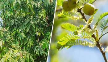 Lucky Plant: വീട്ടിൽ ഈ 2 ചെടികൾ നട്ടുപിടിപ്പിക്കുക, നിങ്ങളുടെ പുതുവർഷം തിളങ്ങും 