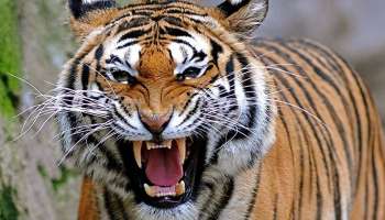 Wayanad Tiger Attack : കുറുക്കന്‍മൂലയില്‍ രണ്ടാമതൊരു കടുവ കൂടിയെന്ന് സംശയം; മറ്റൊരു കടുവയുടെ കാൽപ്പാട് കണ്ടെത്തിയതായി വനം വകുപ്പ്