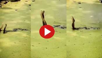 Viral Video: വെള്ളത്തിൽ പരസ്പരം പ്രണയിക്കുന്ന പാമ്പുകൾ..!
