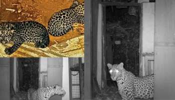 Leopard| പാലക്കാട് കണ്ടെത്തിയ പുലിക്കുട്ടികളിൽ ഒന്നിനെ തള്ളപ്പുലി കൊണ്ടു പോയി
