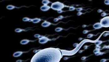 Sperm Count: ബീജങ്ങളുടെ എണ്ണം കുറയുന്നതിലുള്ള ആശങ്കയുണ്ടോ? എന്നാൽ ഇത് കഴിക്കുന്നത് പരിഹാരമാകും