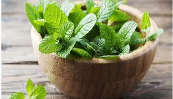 Mint Leaves Benefits &amp; Side effects : ദഹന പ്രശ്‍നങ്ങളിൽ നിന്നും, ജലദോഷത്തിൽ നിന്നും രക്ഷ നേടാണോ? പുതിനയില സഹായിക്കും