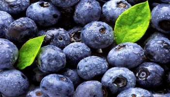 Benefits Of Blueberry: ഈ പഴം പ്രമേഹത്തിൽ നിന്ന് നിങ്ങളെ സംരക്ഷിക്കും!