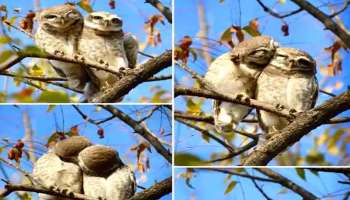 ‘Kissing’ Owlets: പരസ്പരം ചുംബിക്കുന്ന മൂങ്ങകള്‍, &#039;Pre-Wedding Photoshoot&#039; എന്ന് സോഷ്യല്‍ മീഡിയ 