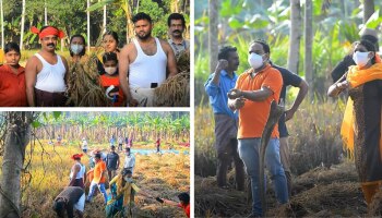 നാട്ടുകാരും പഞ്ചായത്ത് പ്രതിനിധികളും ഒത്തുചേർന്നു; പൂവച്ചൽ പഞ്ചായത്തിൽ 25 വർഷത്തിന് ശേഷം കൊയ്ത്തുത്സവം