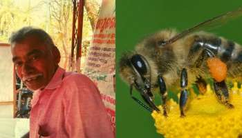 Bee| കാട് വെട്ടുന്നതിനിടെ തേനീച്ച കുത്തി ഒരാൾ മരിച്ചു