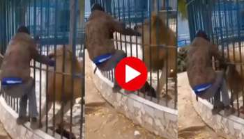 Viral Video: സിംഹക്കൂട്ടിലേയ്ക്ക് വെറുതെ ഒന്ന് കൈയിട്ടതേയുള്ളൂ..!! യുവാവിന് സംഭവിച്ചത്... വീഡിയോ വൈറല്‍