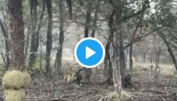 Viral Video: കാട്ടുപന്നിയെ വേട്ടയാടുന്ന കടുവ..! വീഡിയോ വൈറലാകുന്നു
