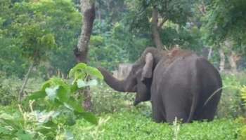 Wildlife Attack : വന്യജീവി ആക്രമണം; അഞ്ച് വർഷത്തിനിടെ കൊല്ലപ്പെട്ടത് 122 പേർ; പാലക്കാട് ജില്ലയിൽ മാത്രം ജീവൻ നഷ്ടപ്പെട്ടത് 43 പേർക്ക്