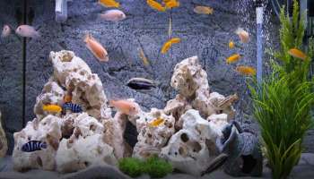 Vastu Tips For Aquarium: വീട്ടിൽ ഈ സ്ഥലത്ത് അക്വേറിയം സൂക്ഷിക്കൂ... കരിയറിൽ വലിയ പുരോഗതി ഉണ്ടാകും
