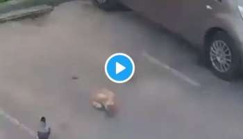 Viral Video: പൂച്ചയുടെ ഭക്ഷണം അടിച്ചുമാറ്റാൻ കാക്കയുടെ സൂത്രപണി..! വീഡിയോ വൈറൽ 