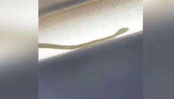 Viral Video : ആകാശത്ത് വെച്ച് എയർ ഏഷ്യ വിമാനത്തിനുള്ളിൽ പാമ്പ്; പിന്നീട് നടന്നത് പൈലറ്റിന്റെ അവസരോചിതമായ ഇടപെടൽ