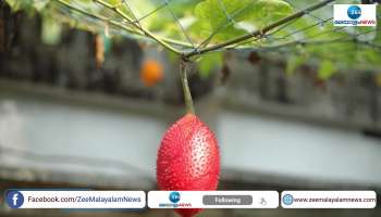 Malappuram native farms Gac Fruit commonly known as fruit from the heaven