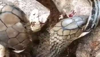 Viral Video: ഒറ്റ മിനിട്ടുകൊണ്ട് മറ്റൊരു പാമ്പിനെ പിടിയില്‍ ഒതുക്കുന്ന രാജവെമ്പാല..! 