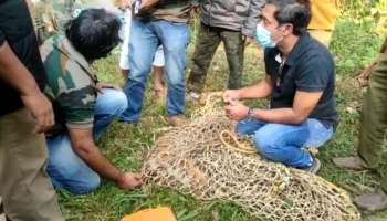 Wayanadu Tiger : വയനാട്ടിൽ കുഴിയിൽ വീണ കടുവയ്ക്ക് പിന്നീട് സംഭവിച്ചത്?