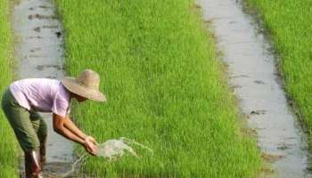 Seawater Rice : ഇനി ഉപ്പ് വെള്ളത്തിലും നെൽ കൃഷി ചെയ്യാം; പുതിയ മാർഗം കണ്ടെത്തി ചൈന 