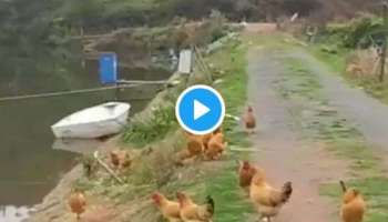 Viral Video : ഇത് കോഴി തന്നെയാണോ? ഒറ്റ പറക്കൽ എത്തിയത് നദിയുടെ മറുകരയിൽ