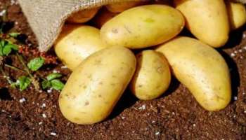 Potato: ശരീരഭാരം വർധിപ്പിക്കുന്നതിൽ ഉരുളക്കിഴങ്ങ് വില്ലനാണോ ?