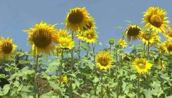 Sunflower Farming : മൂന്നാറിന്റെ തണുപ്പിൽ തളിരിട്ട് സൂര്യകാന്തി; കൃഷി വ്യാപിപ്പിക്കാൻ ഒരുങ്ങി ഹോർട്ടികോർപ്പ് 