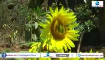 Sunflower blooming amazing in Munnar 