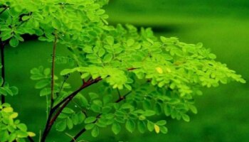 Moringa Leaves: ചില്ലറക്കാരനല്ല ഈ ഇല, ​ഗുണങ്ങൾ പലതാണ്