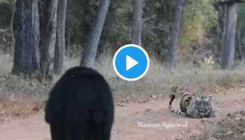Viral Video : കരടിയും കടുവയും നേർക്കുനേർ; പിന്നീട് സംഭവിച്ചത് 