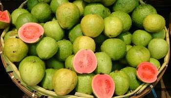 Guava: തടി കുറയ്ക്കാൻ പേരയ്ക്കയും! അറിയാം വെറും വയറ്റിൽ ഇത് കഴക്കുന്നതിന്റെ ഗുണവും ദോഷവും? 