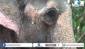 Forest Department took elephant under custody due to lack of documents
