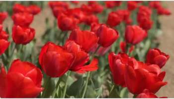 Tulip Garden Srinagar: ജമ്മു കശ്മീര്‍ വിളിക്കുന്നു... 15 ലക്ഷത്തിലധികം ടുലിപ് പൂക്കള്‍ ഒരേസമയം വിരിഞ്ഞു നില്‍ക്കുന്ന അത്ഭുതകാഴ്ച കാണാം...  