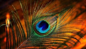 Peacock Feather: മയിൽപ്പീലി വീട്ടിൽ സൂക്ഷിച്ചാൽ ഈ ഗുണങ്ങൾ ലഭിക്കും