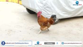Rooster Playing Football Viral Video