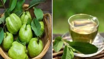 Guava Leaves For Weight Loss: അമിതവണ്ണം കുറയ്ക്കണോ? പേരയ്ക്ക ഇലകൾ മാത്രം മതി