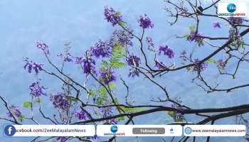 Jacaranda flowers blooming in munnar hills