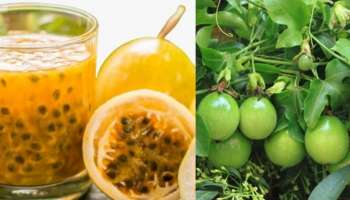 Passion fruit: ഇനി പാഷനാക്കാം ഈ പാഷൻ ഫ്രൂട്ട്, ഇത്രയും ഗുണങ്ങളുണ്ട്