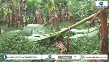 Heavy rains and wind massive loss in agriculture