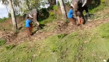 Shocking Video: തലനാരിഴ്ക്ക് മാറിയ വൻ അപകടം; ഭക്ഷണവുമായി ആനയുടെ അടുത്തേയ്ക്ക്, കുട്ടിയെ തുമ്പികയ്യിൽ ചുറ്റിയെടുത്ത് ആന - വീഡിയോ