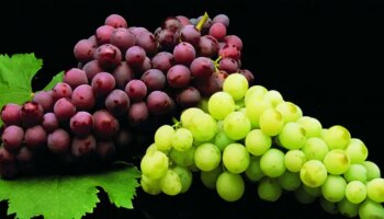 Grapes Benefits: വേനൽക്കാലത്ത് കഴിക്കാം മുന്തിരി; പല രോഗങ്ങൾക്കും പ്രതിവിധി, അറിയാം ഗുണങ്ങൾ