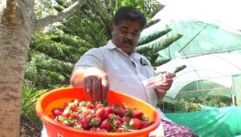 Strawberry Season in Munnar: ചുവപ്പൻ മധുരത്തിന്റെ കാലമിത്; മൂന്നാറിൽ സ്ട്രോബറി വിളവെടുപ്പ് 